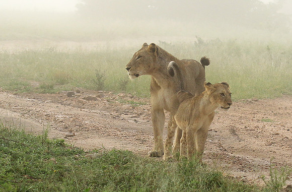 In the mist - At Londolozi