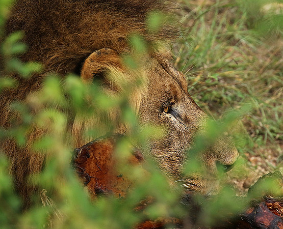 Lion Sands