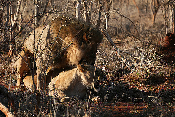 At Madikwe