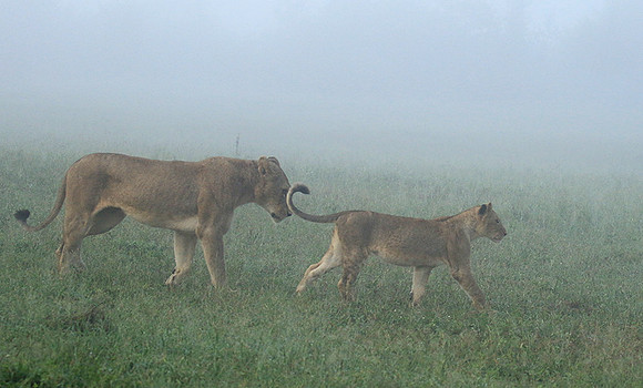 In the mist - At Londolozi