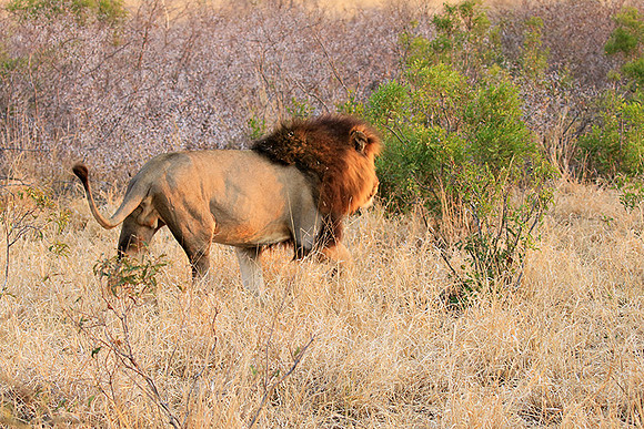 At Kruger NP