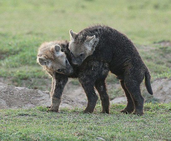 Laikipia