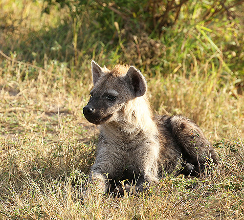 Masaï Mara : Spotted hyena cub