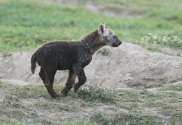 Laikipia