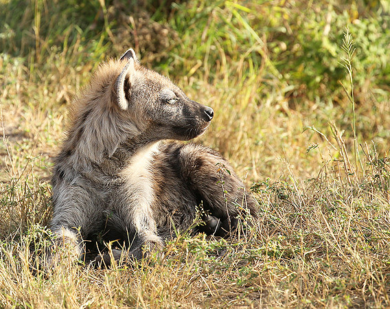 Masaï Mara : Spotted hyena cub