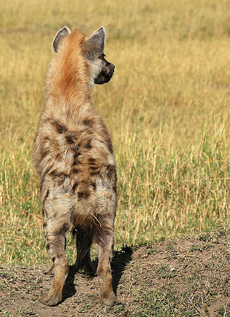 Masaï Mara : Spotted hyena