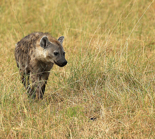 Masaï Mara : Spotted hyena