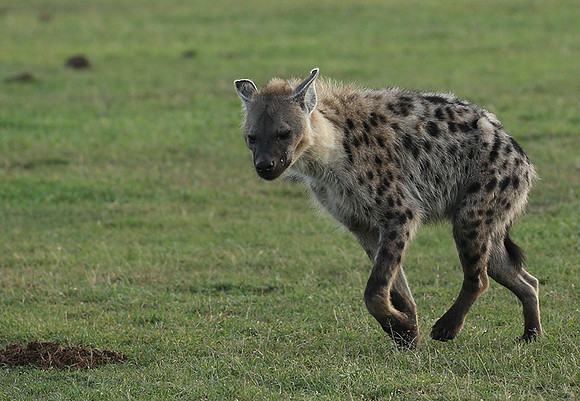 Laikipia
