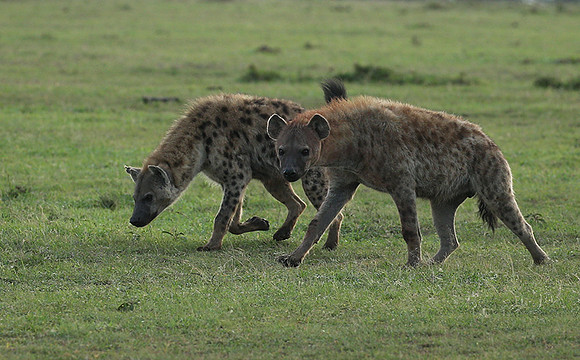 Laikipia