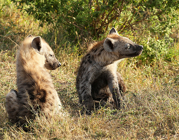 Masaï Mara : Spotted hyena cubs