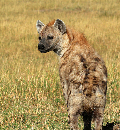 Masaï Mara : Spotted hyena