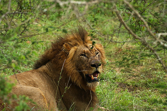 Lion Sands