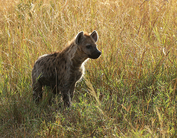 Masaï Mara : Spotted hyena cub
