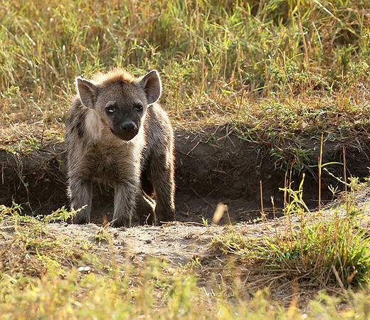 Masaï Mara : Spotted hyena cub