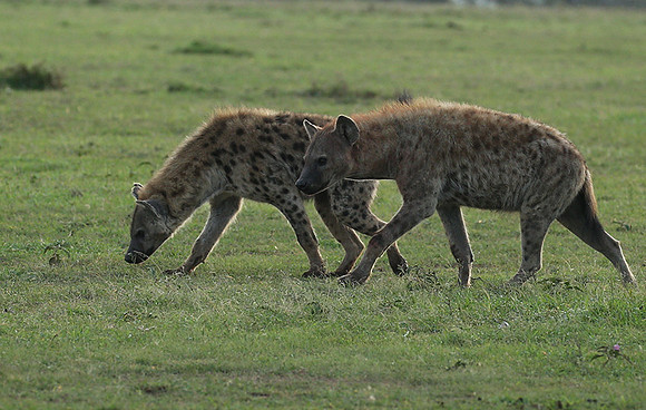 Laikipia