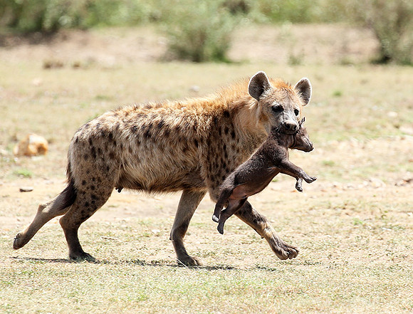 Spotted hyena moving her cub - Masaï Mara
