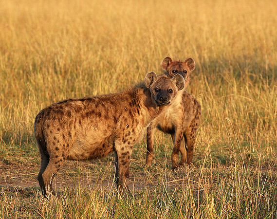 Masaï Mara : Spotted hyenas