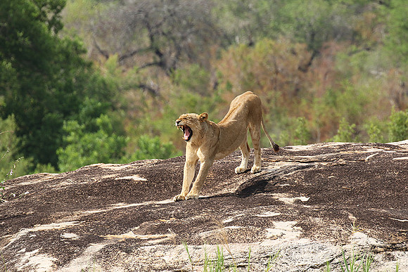 River pride at Mala Mala