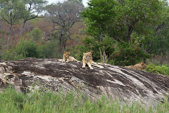 River pride at Mala Mala