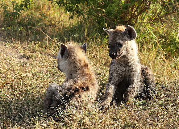 Masaï Mara : Spotted hyena cubs