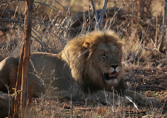 At Madikwe