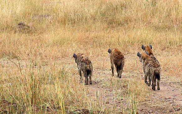 Masaï Mara : Spotted hyenas