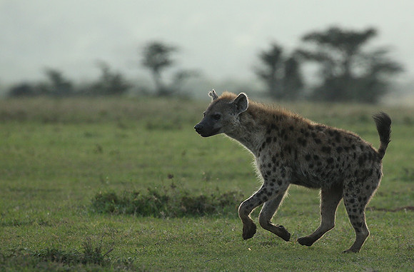 Laikipia