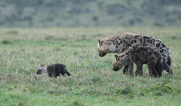 Laikipia
