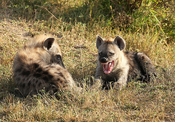 Masaï Mara : Spotted hyena cubs