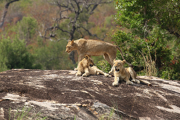River pride at Mala Mala