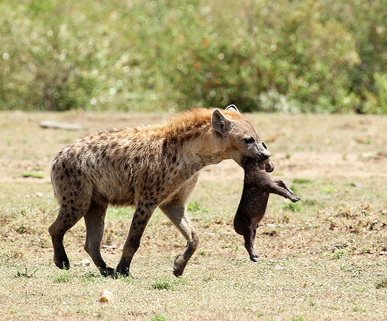 Spotted hyena moving her cub - Masaï Mara