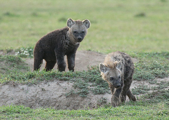 Laikipia
