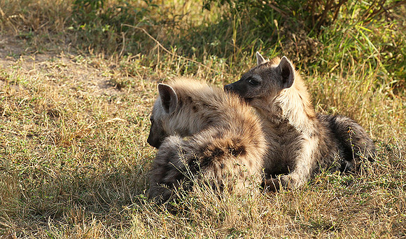 Masaï Mara : Spotted hyena cubs