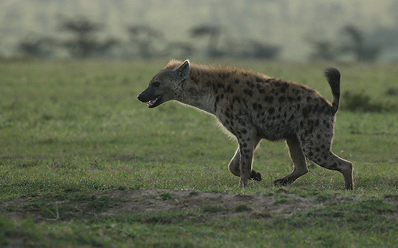 Laikipia
