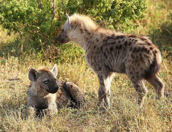 Masaï Mara : Spotted hyena cubs