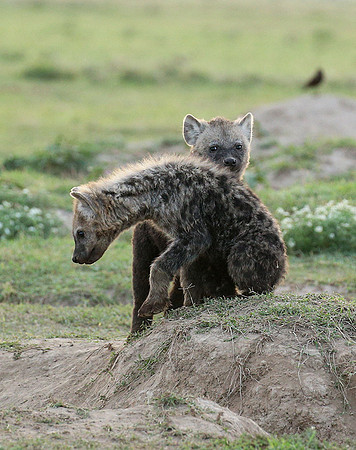Laikipia