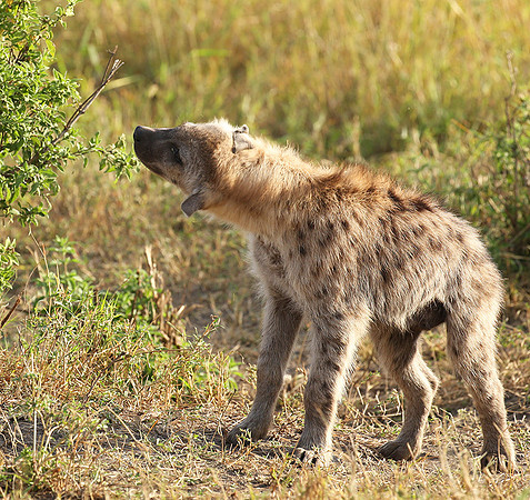 Masaï Mara : Spotted hyena cub