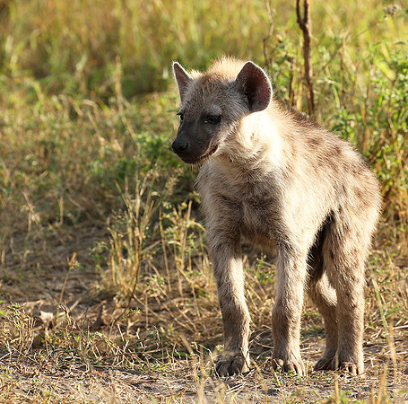 Masaï Mara : Spotted hyena cub