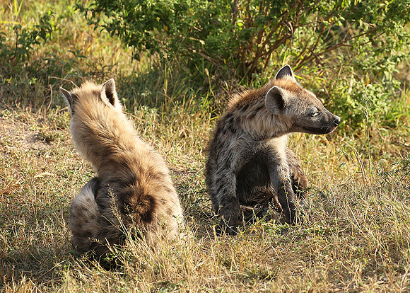 Masaï Mara : Spotted hyena cubs