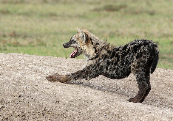 At Laikipia