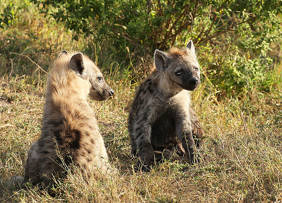 Masaï Mara : Spotted hyena cubs