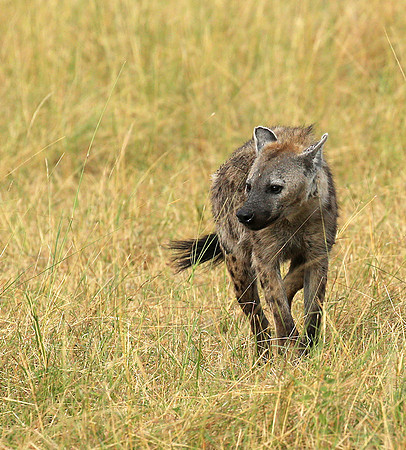 Masaï Mara : Spotted hyena