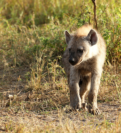Masaï Mara : Spotted hyena cub