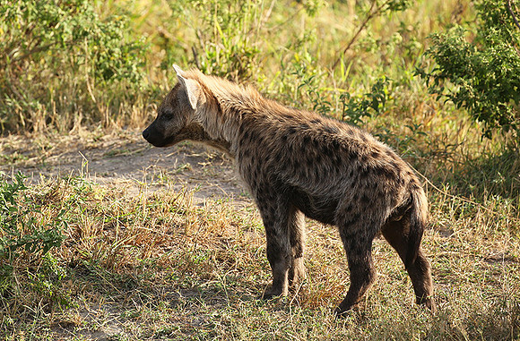 Masaï Mara : Spotted hyena cub