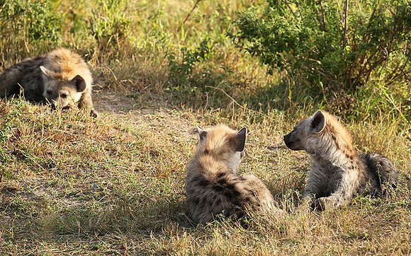 Masaï Mara : Spotted hyena cubs
