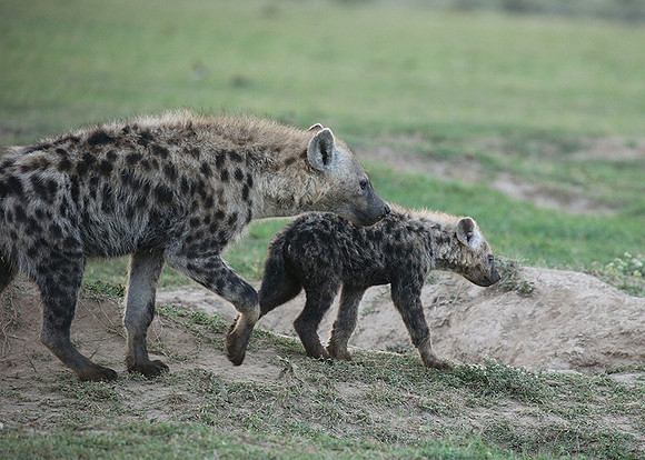 Laikipia