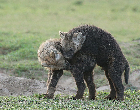Laikipia