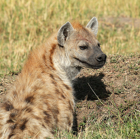 Masaï Mara : Spotted hyena