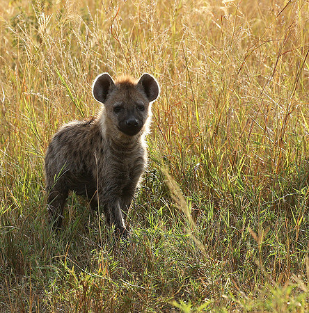 Masaï Mara : Spotted hyena cub