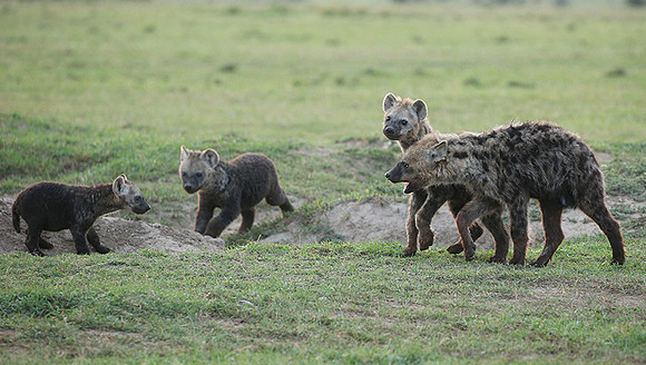 Laikipia